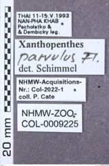 Etikett zu Ampedus reniformis (Ramberg, 1979)